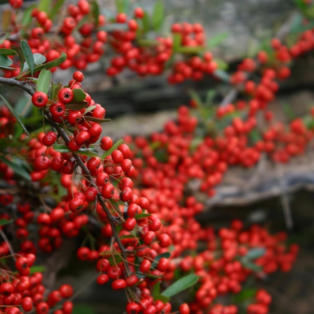Cabanas Pyracantha エスケル エクステリア 写真